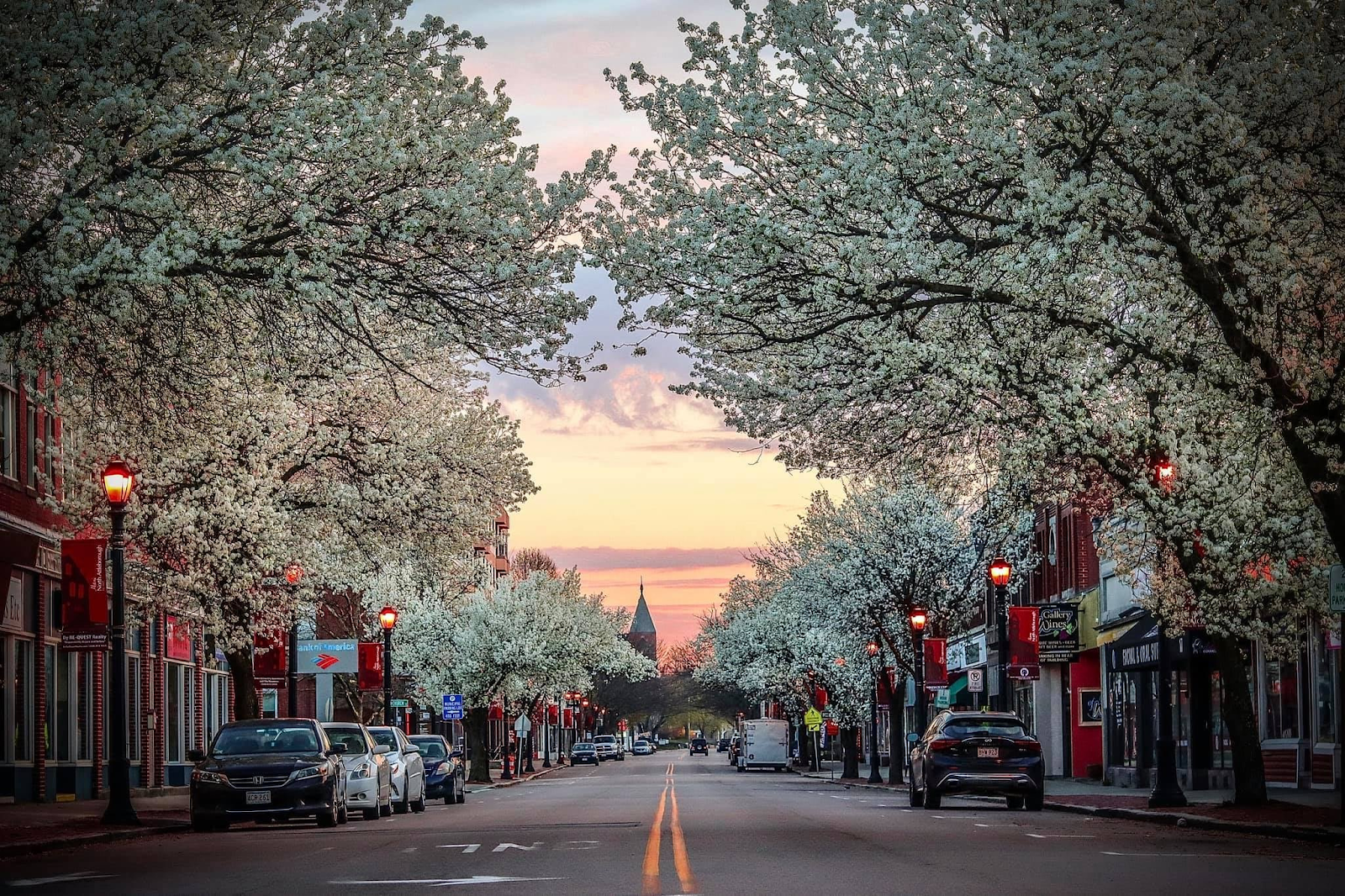 An enchanting view of downtown Attleboro, MA, lined with blooming trees covered in white flowers, creating a canopy over the street. The vibrant colors of the sunset in the background contrast beautifully with the soft whites and greens of the trees. Red streetlamps illuminate the sidewalks, adding warmth to the scene. Cars are parked along the sides, and the street gently leads the eye to a distant church steeple